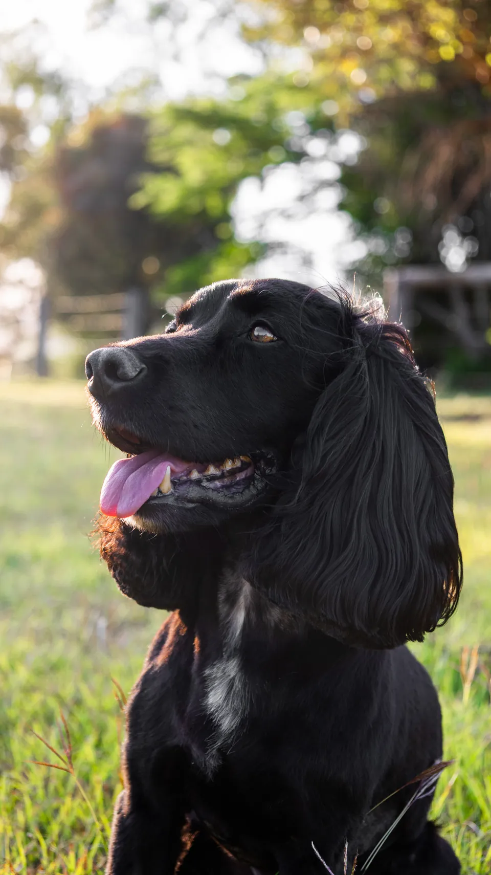 Portrait of a black cocker spaniel outdoors