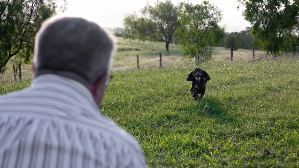 Dog running across a paddock towards the camera