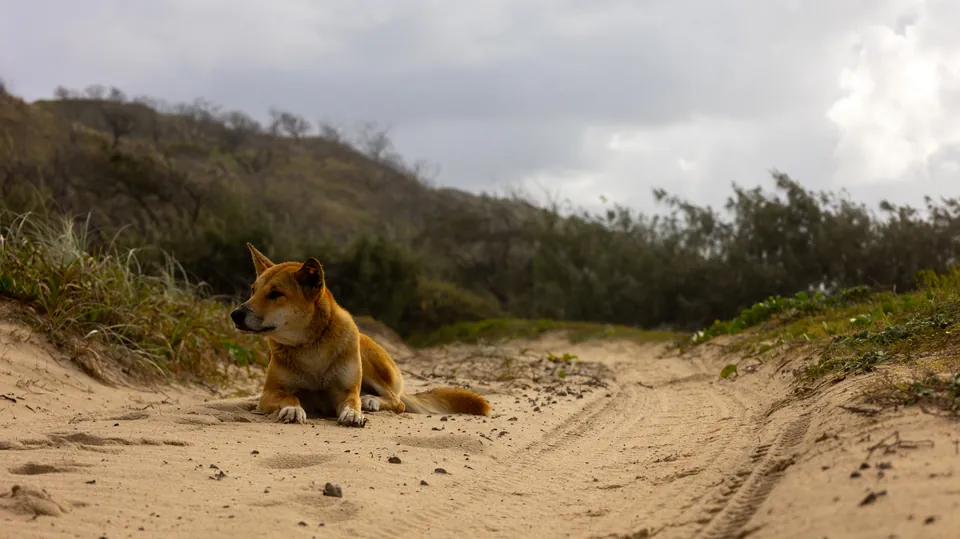 Dingo standing on a sand dune on K'gari, Fraser Island